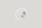 image of RAK Porcelain EACP16D208 Ease Plate, 6.3" Round Flat Coupe Rim Porcelain Dinnerware - 24/Case