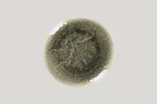 image of RAK Porcelain KSRP24ST - 9.5" Round Coupe Porcelain Plate, Flat Edge, 9.5" Diameter - 12/Case