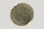 image of RAK Porcelain KSRP30ST - 11.8" Round Flat Coupe Porcelain Plate, 6/Case