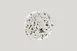 RAK Porcelain KELUDP21 China Plate 1 image