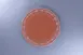 RAK Porcelain RETLUFP27E04 - Tero Annaba Plate, 10.6" Diameter, Flat Edge Porcelain, 12/Case 1 image